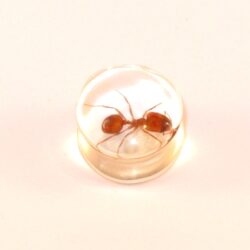Acryl-Plug Ameise 18mm